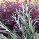 Natural Hair Rinse: Rosemary Herbal Hair Tea For Hair Growth
